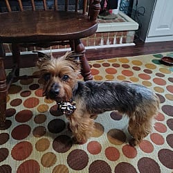 Photo of Wallace, adoptable senior Yorkie, Yorkshire Terrier in Va Beach, Virginia