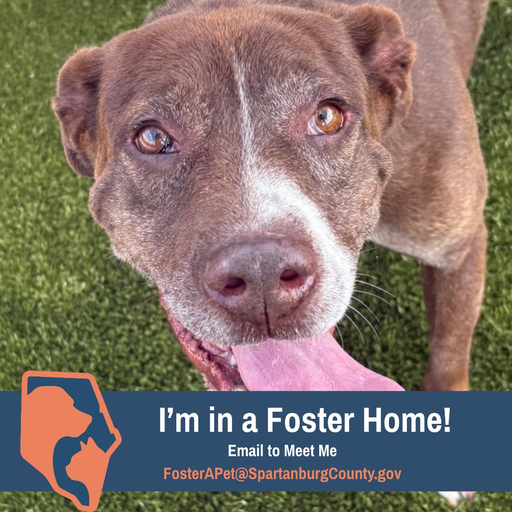 Photo of Allie, adoptable senior Mixed Breed (Large) in Spartanburg, South Carolina