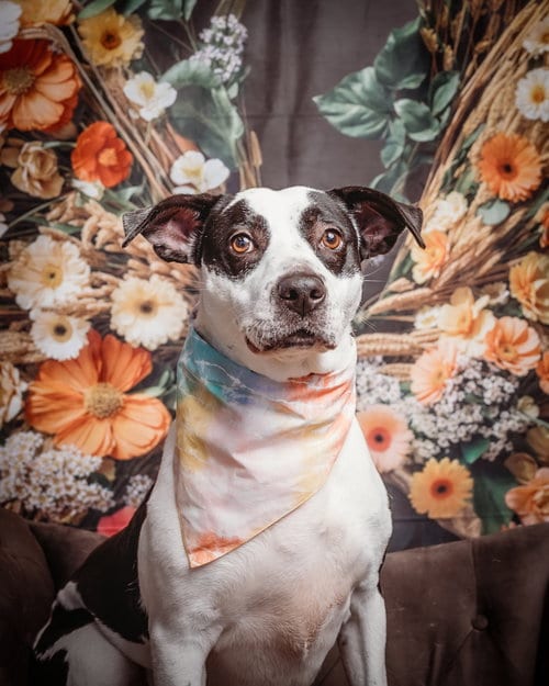Photo of Trixie, adoptable senior American Staffordshire Terrier in Brewster, New York