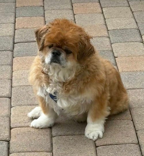 Photo of Teddy, adoptable senior Pekingese in Santa Ana, California