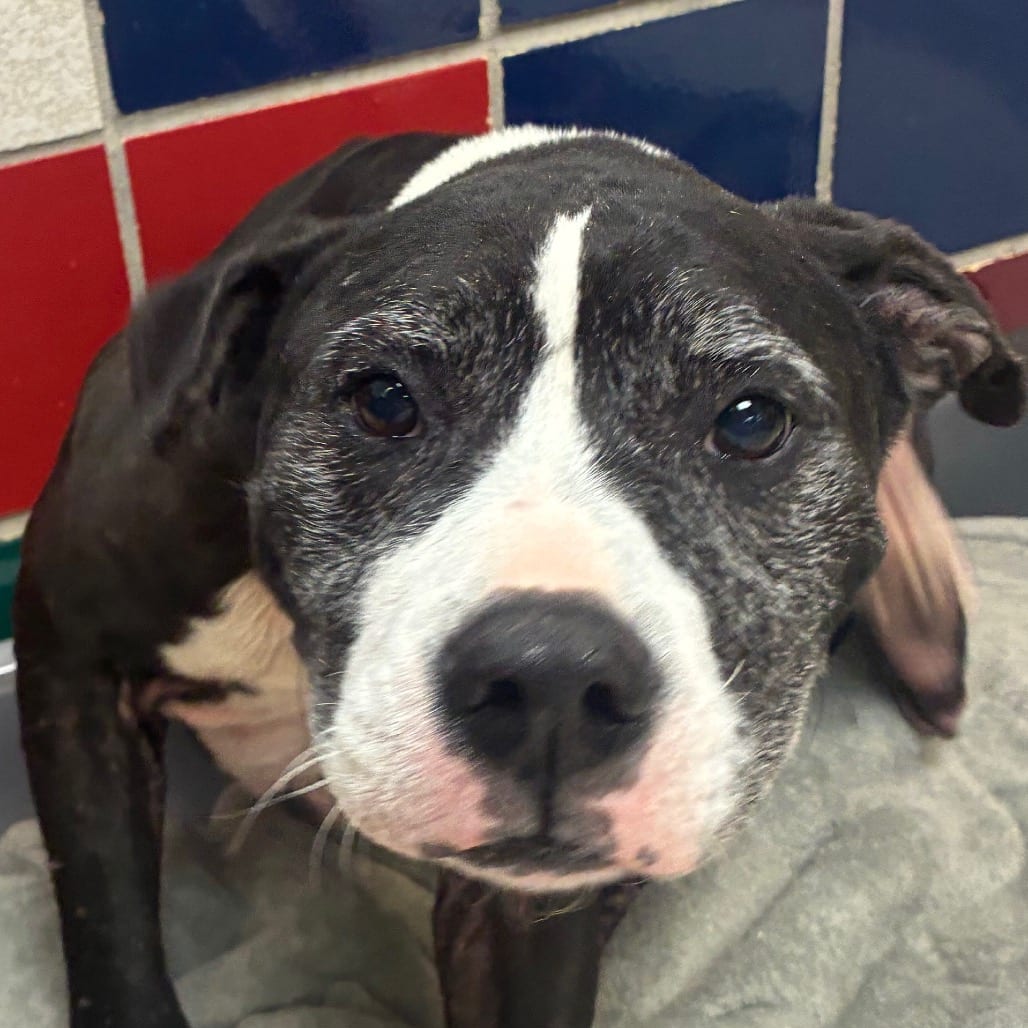 Photo of Goose, adoptable senior Terrier, Pit Bull in Houston, Texas