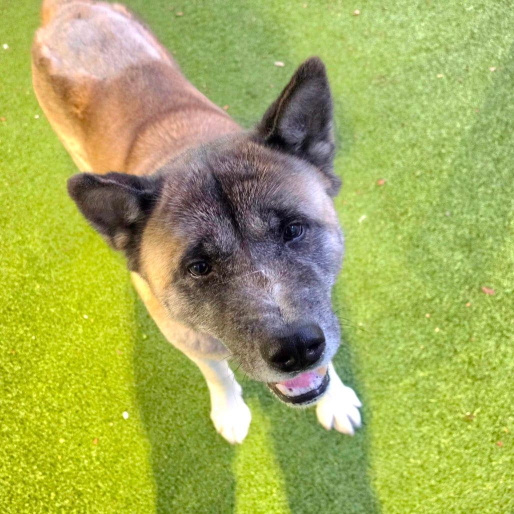 Photo of Lilo, adoptable senior Akita in Greensboro, North Carolina