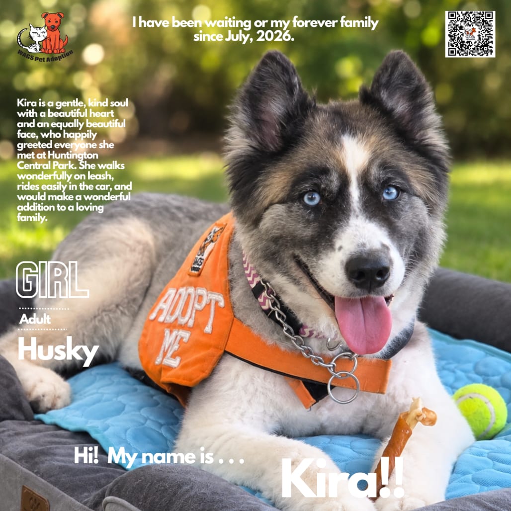Photo of Kira, adoptable senior Husky in Westminster, California