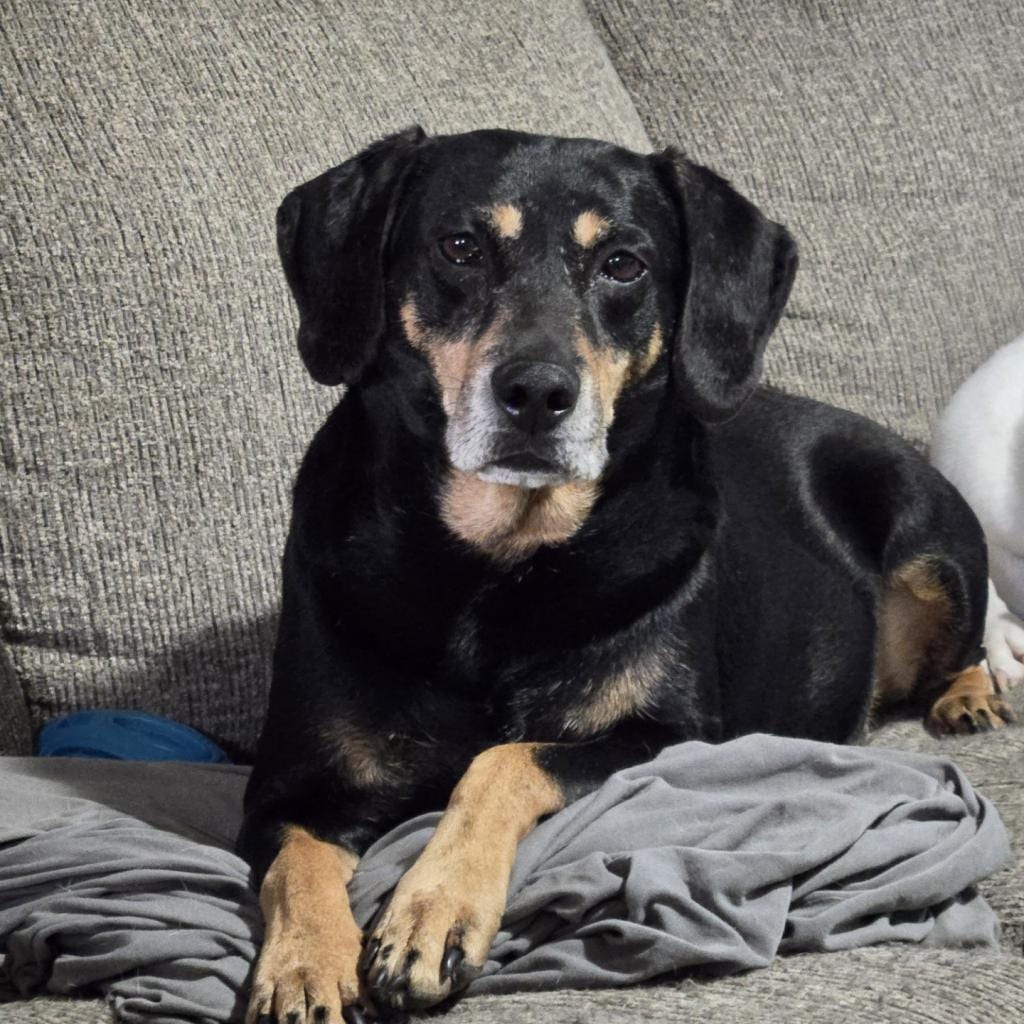 Photo of Carol Cleveland, adoptable senior Hound in St. Louis, Missouri