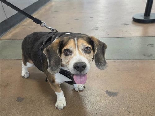 Photo of Mickey, adoptable senior Beagle in Van Nuys, California