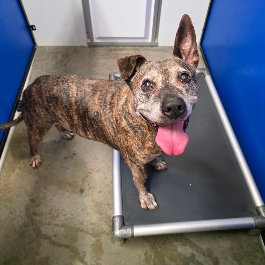 Photo of Mocka, adoptable senior Mixed Breed (Medium)