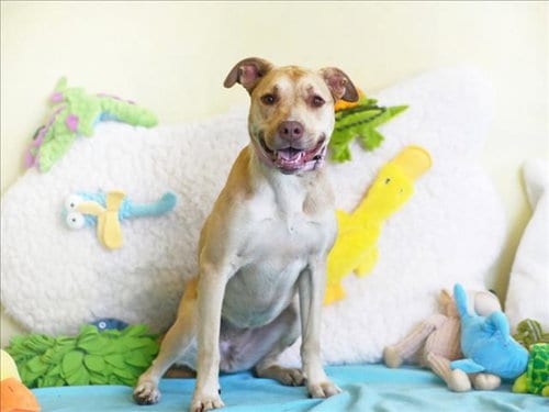 Photo of Cleo, adoptable senior Labrador Retriever in Tavares, Florida