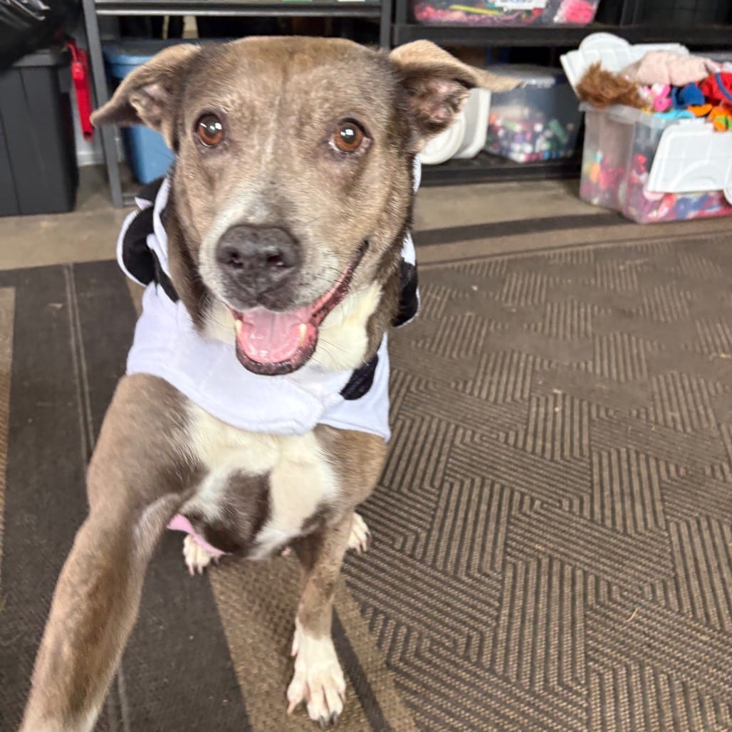 Photo of Athena, adoptable senior Terrier, American Staffordshire / Mix in Fairfax Station, Virginia