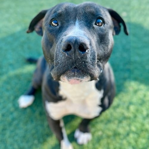 Photo of Angus, adoptable senior Pit Bull Terrier in Dallas, Texas