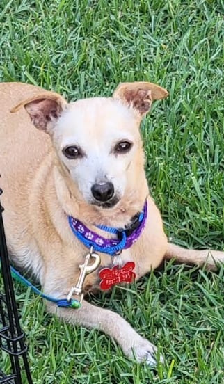 Photo of Ravioli, adoptable senior Chihuahua in San Diego, California