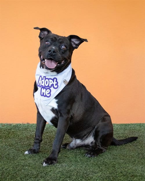 Photo of Charlie, adoptable senior American Bulldog in Miami, Florida
