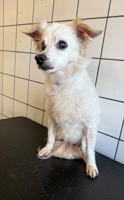 Photo of Helen, adoptable senior Terrier in Downey, California