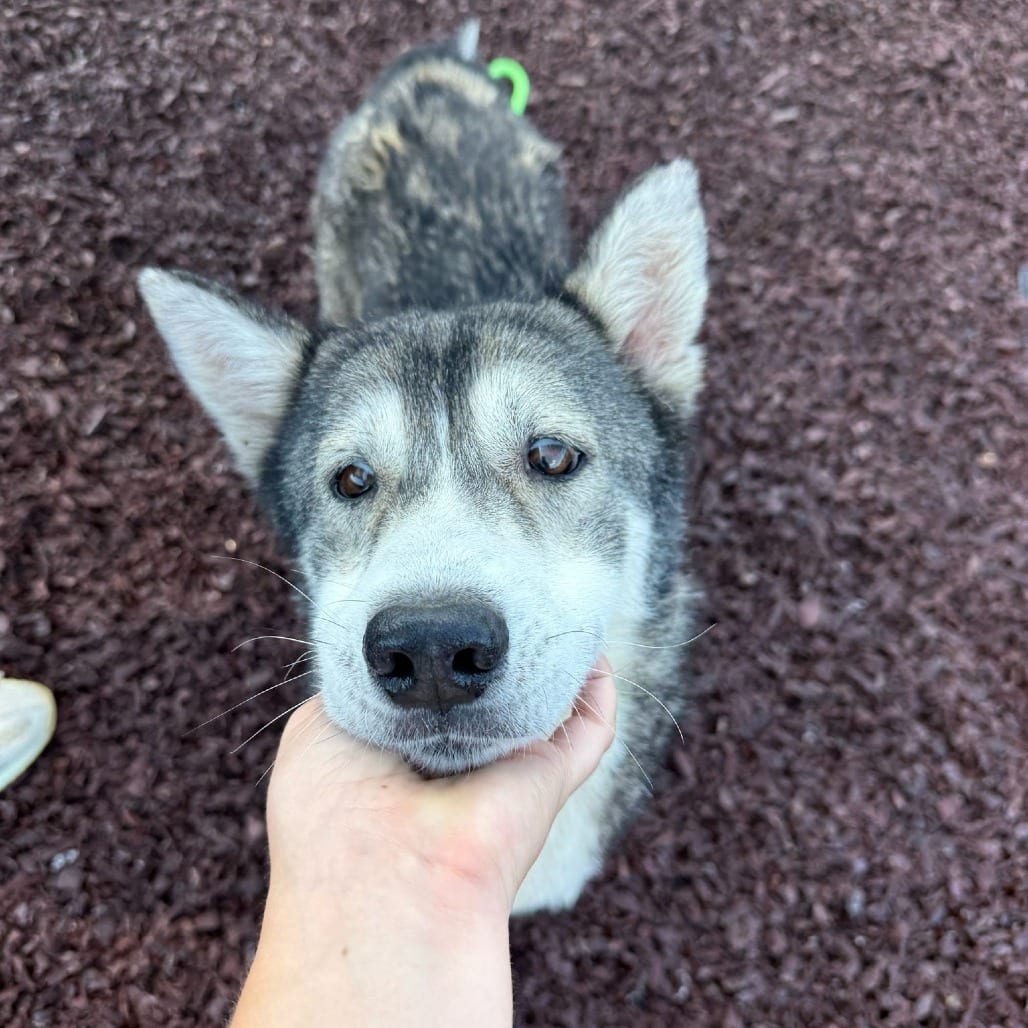 Photo of Sophie, adoptable senior Husky, Siberian in Spartanburg, South Carolina
