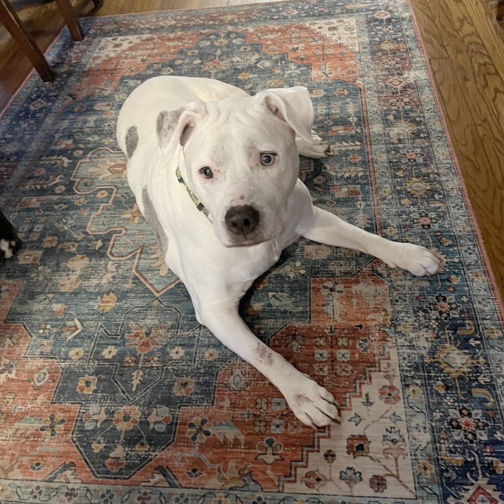 Photo of Lotus, adoptable senior Mixed Breed (Large) in St. Louis, Missouri