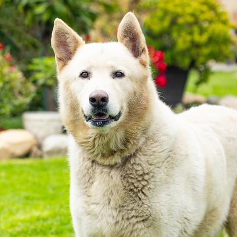 Photo of Polar Bear, adoptable senior German Shepherd Dog in Camarillo, California