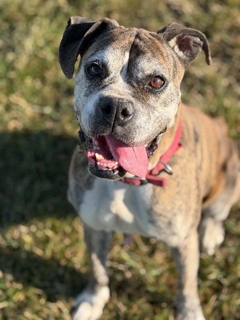 Photo of Olive, adoptable senior Boxer in Fairfield, California