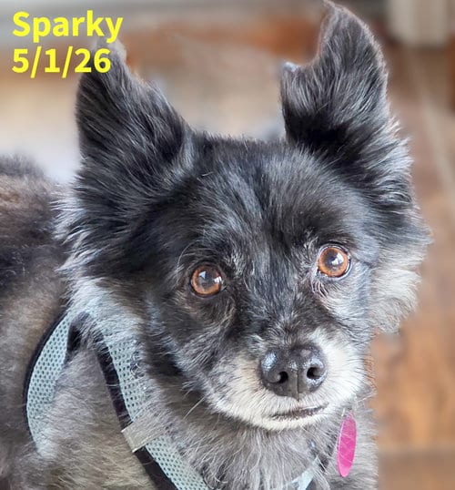 Photo of Sparky, adoptable senior Pomeranian in Berlin, Maryland