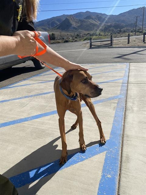 Photo of Kilo, adoptable senior Rhodesian Ridgeback in Lake Isabella, California
