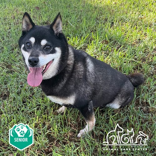Photo of Sarang, adoptable senior Shiba Inu in Irvine, California