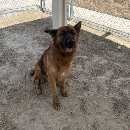 Photo of Gunther, adoptable senior German Shepherd Dog in Thousand Palms, California
