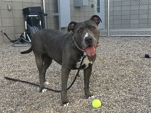 Photo of Chewie, adoptable senior American Pit Bull Terrier in Mesa, Arizona