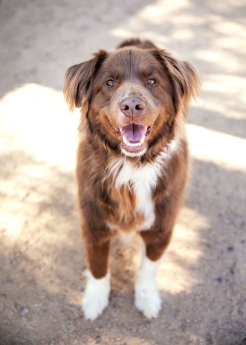 JACK, adoptable senior Australian Shepherd in Scottsdale, AZ
