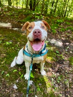 Photo of BO, adoptable senior American Bulldog in Forestville, Maryland