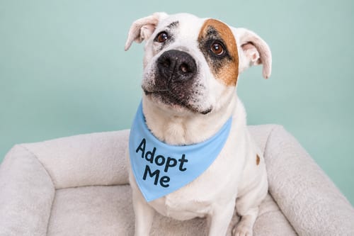 Photo of Sporty Spots, adoptable senior American Bulldog in Inglewood, California