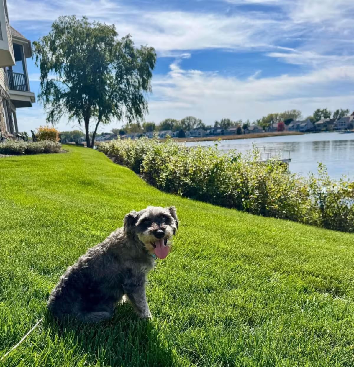 Photo of Jesse, adoptable senior Schnauzer (Miniature) in St. Charles, Illinois