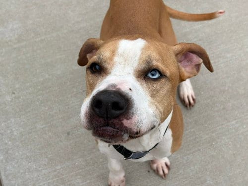 Photo of Kilu, adoptable senior Pit Bull Terrier in Tulsa, Oklahoma