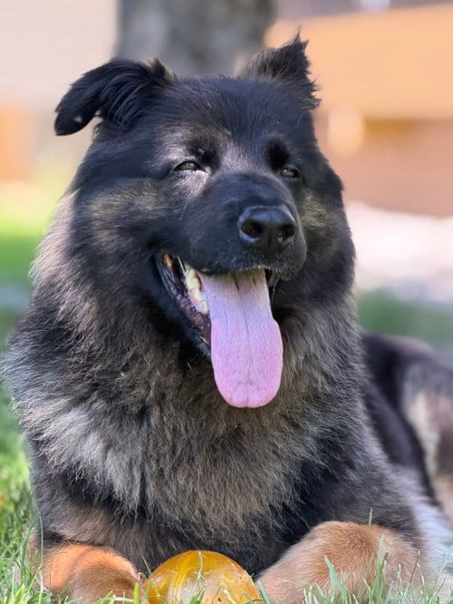 Photo of Sammy, adoptable senior German Shepherd Dog in North Royalton, Ohio