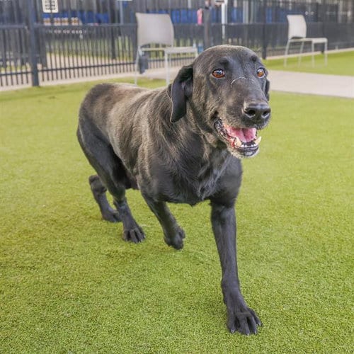 Photo of Jasper, adoptable senior Labrador Retriever in Waco, Texas