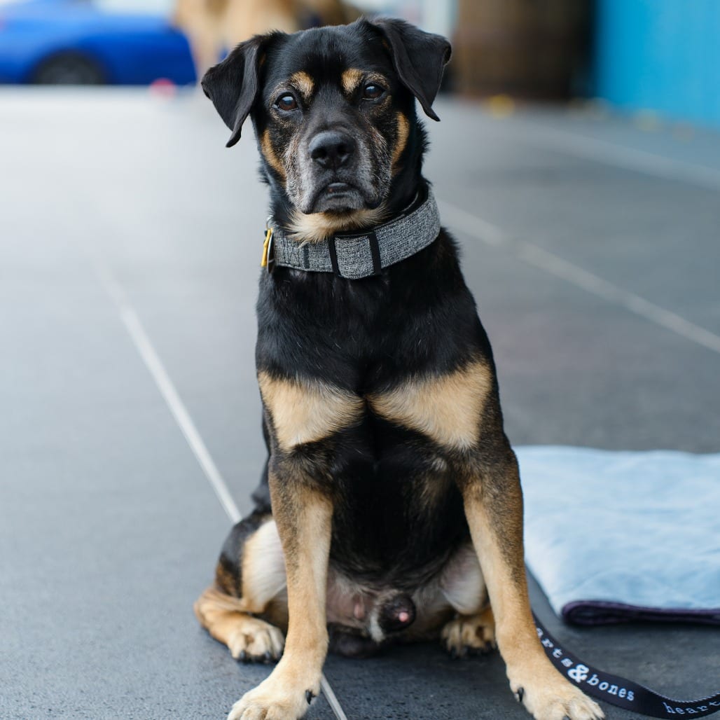 Photo of Kobe, adoptable senior Mixed Breed (Medium)