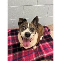 Photo of Annabelle, adoptable senior Cardigan Welsh Corgi English Bulldog in Brighton, Colorado