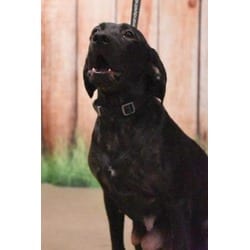 Photo of Lorelei, adoptable senior Labrador Retriever in Georgetown, Delaware