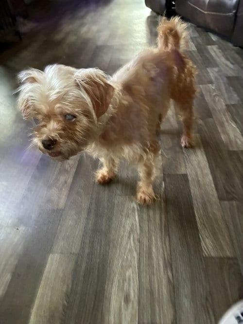 Photo of Rosie, adoptable senior Yorkshire Terrier Yorkie in Middlesex, North Carolina