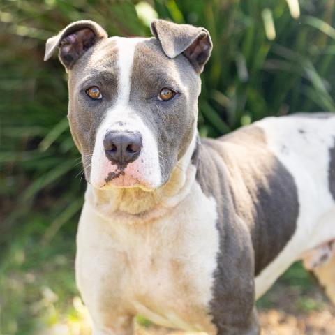 Photo of Harley, adoptable senior Pit Bull Terrier in Camarillo, California