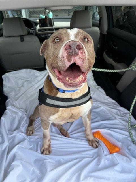 Photo of Tyson, adoptable senior Terrier in Miami, Florida