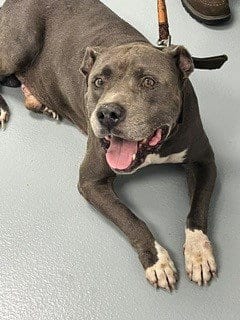 Photo of Lucky, adoptable senior Pit Bull Terrier in St. Cloud, Florida