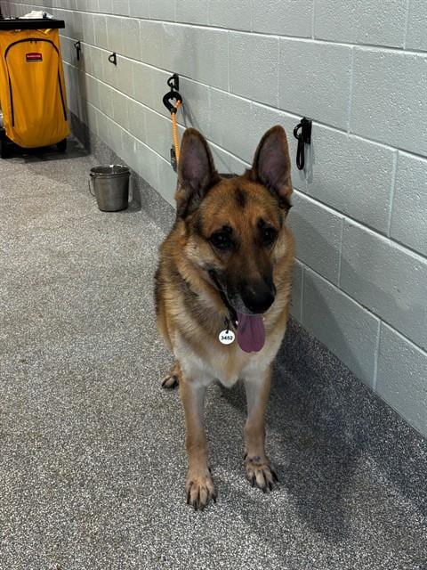 Photo of Chase, adoptable senior German Shepherd Dog in Forestville, Maryland
