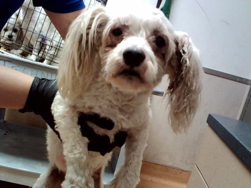 Photo of Suzy, adoptable senior Terrier in Martinez, California