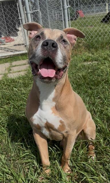 Photo of Zeus, adoptable senior Boxer in Rosenberg, Texas