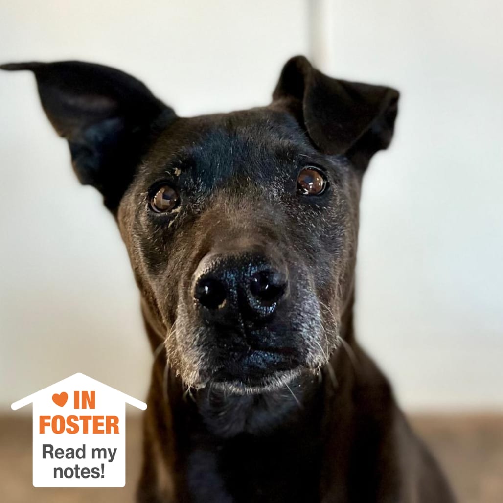 Photo of Winter, adoptable senior Terrier, American Pit Bull / Whippet in Kanab, Utah