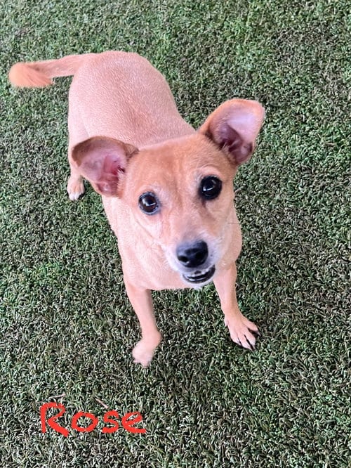 Rose, adoptable senior Chihuahua in Pipe Creek, TX