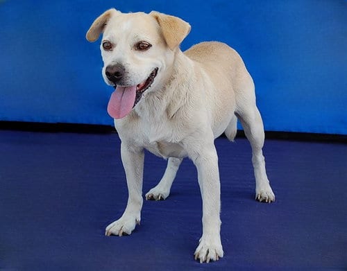 Photo of Payaso, adoptable senior Chihuahua in Baldwin Park, California