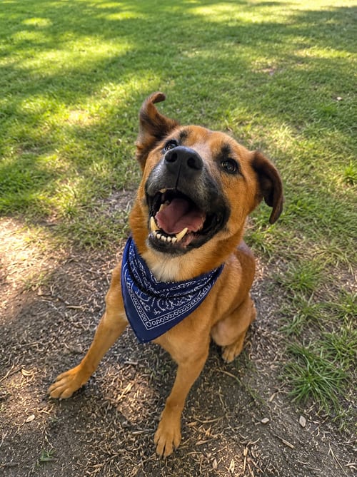 Photo of Cooper, adoptable senior Black Mouth Cur in Inglewood, California