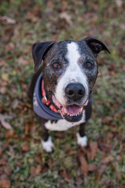 Photo of Johnston, adoptable senior dog in Atlanta, Georgia