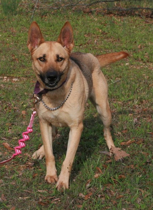 Photo of Blondie, adoptable senior Belgian Shepherd Malinois in Attalka, Alabama
