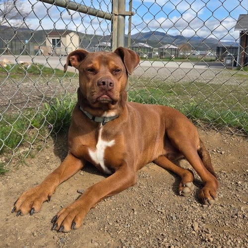 Pango, adoptable senior Pit Bull Terrier in Yreka, CA