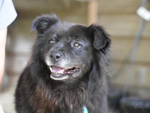 Photo of Daisy (Trinity), adoptable senior Spitz in Brewster, New York